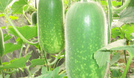 吃瓜网36w.,揭秘吃瓜网36万粉丝背后的秘密与影响力